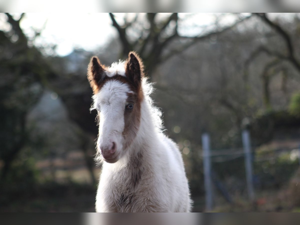 Cob Mare  14,1 hh Brown in Auray