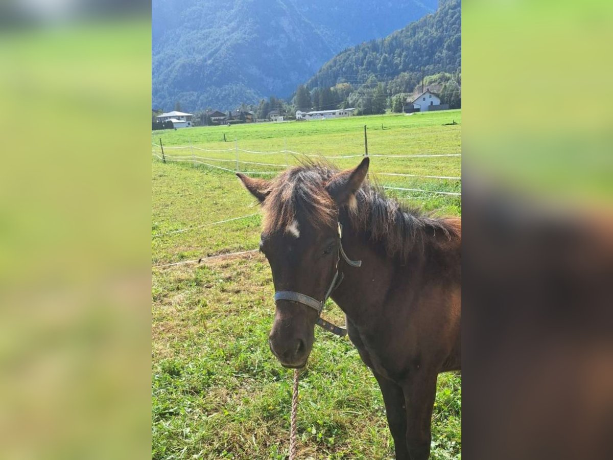 Cob Mix Mare Foal (05/2024) 14 hh Brown Falb mold in Torren