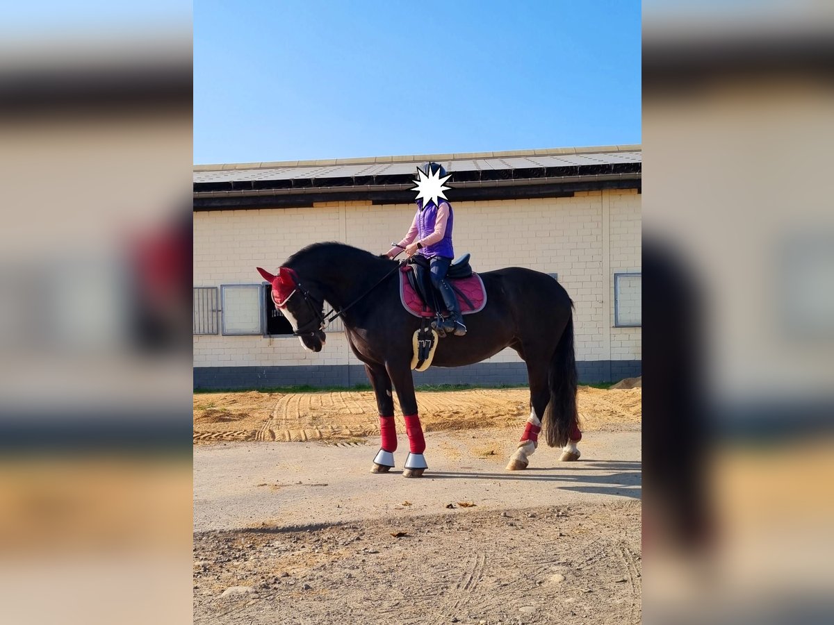 Cob Merrie 11 Jaar 146 cm Zwart in Reiskirchen