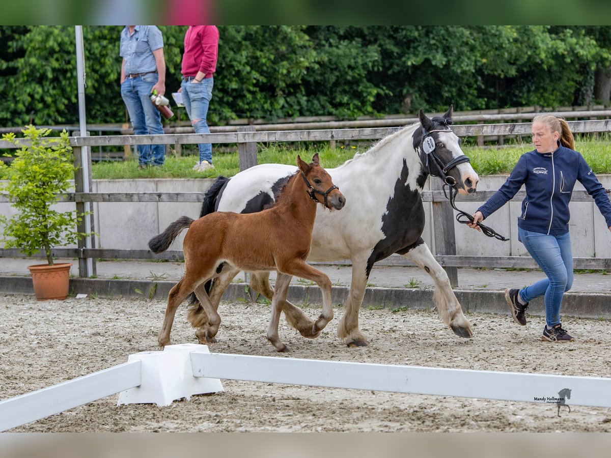 Cob Merrie 14 Jaar 113 cm Gevlekt-paard in Varel Dangastermoor