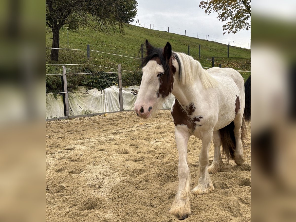 Cob Merrie 2 Jaar 157 cm Tobiano-alle-kleuren in Rainbach