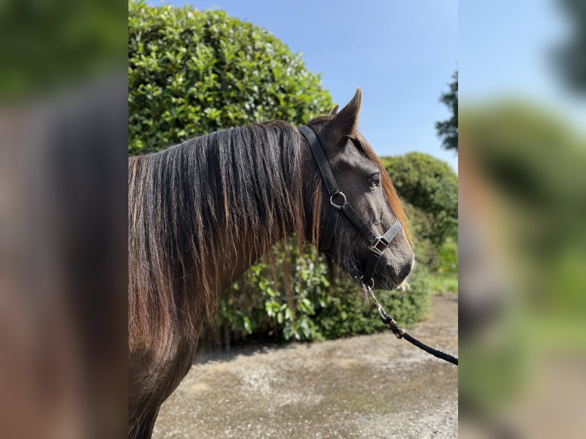 Cob Merrie 4 Jaar 150 cm Donkere-vos in Achstetten