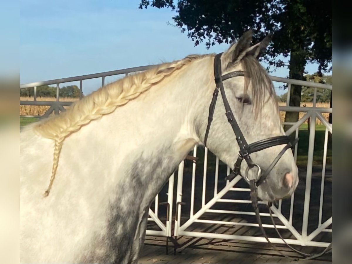 Cob Merrie 4 Jaar 153 cm Schimmel in Hopsten