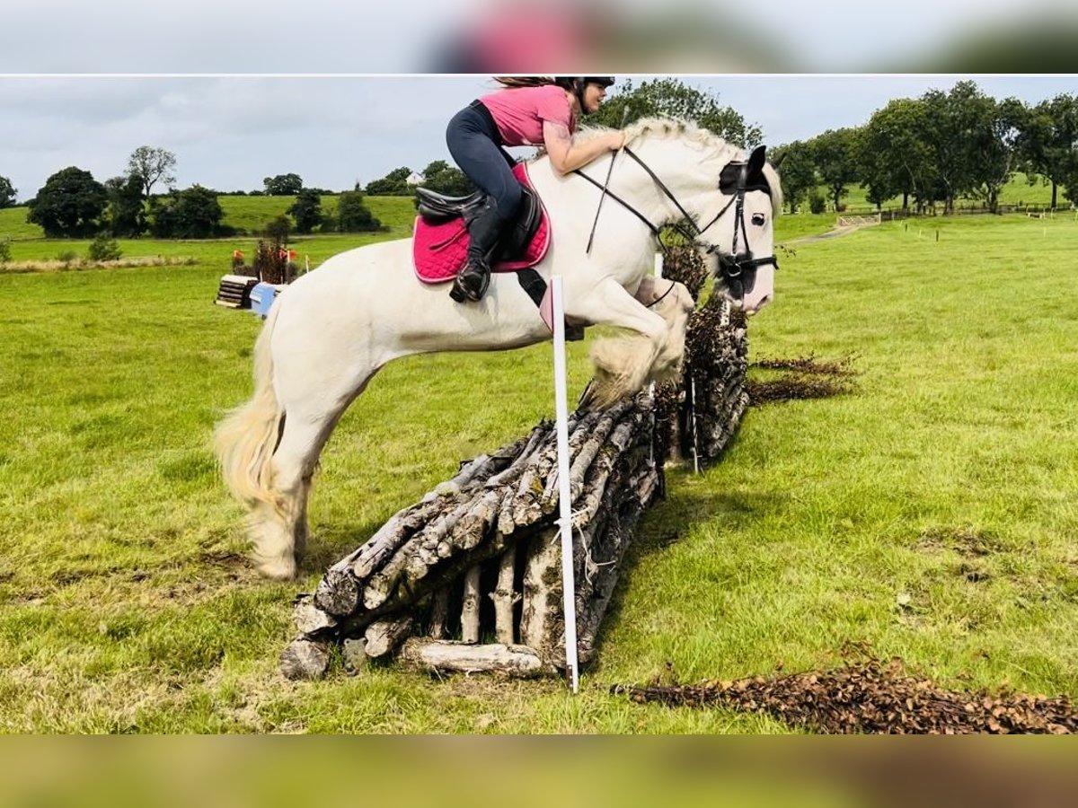 Cob Merrie 5 Jaar 153 cm Gevlekt-paard in Sligo