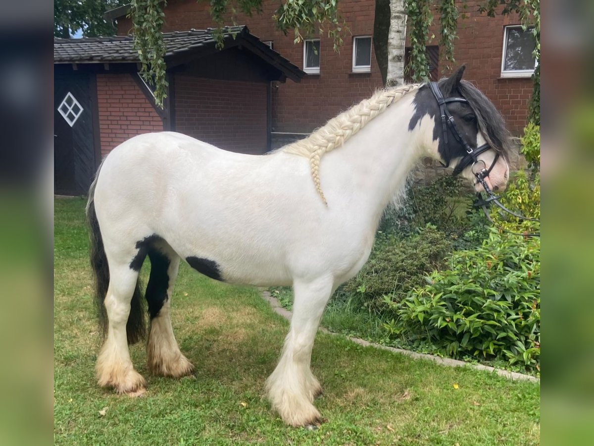 Cob Merrie 6 Jaar 130 cm Gevlekt-paard in Hopsten