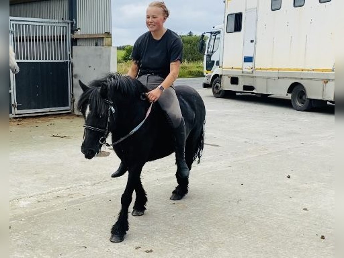 Cob Merrie 7 Jaar 123 cm Zwart in Sligo