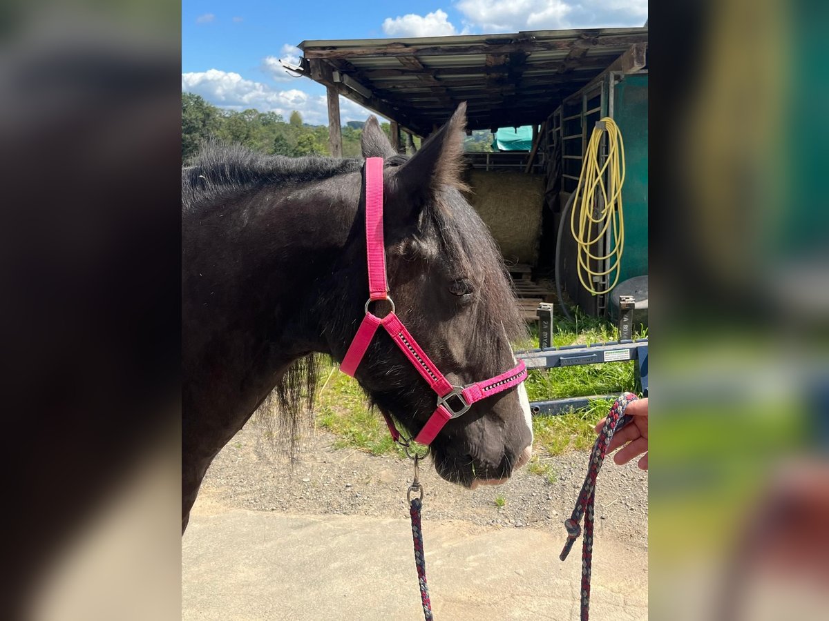 Cob Merrie 7 Jaar 148 cm Gevlekt-paard in Morsbach