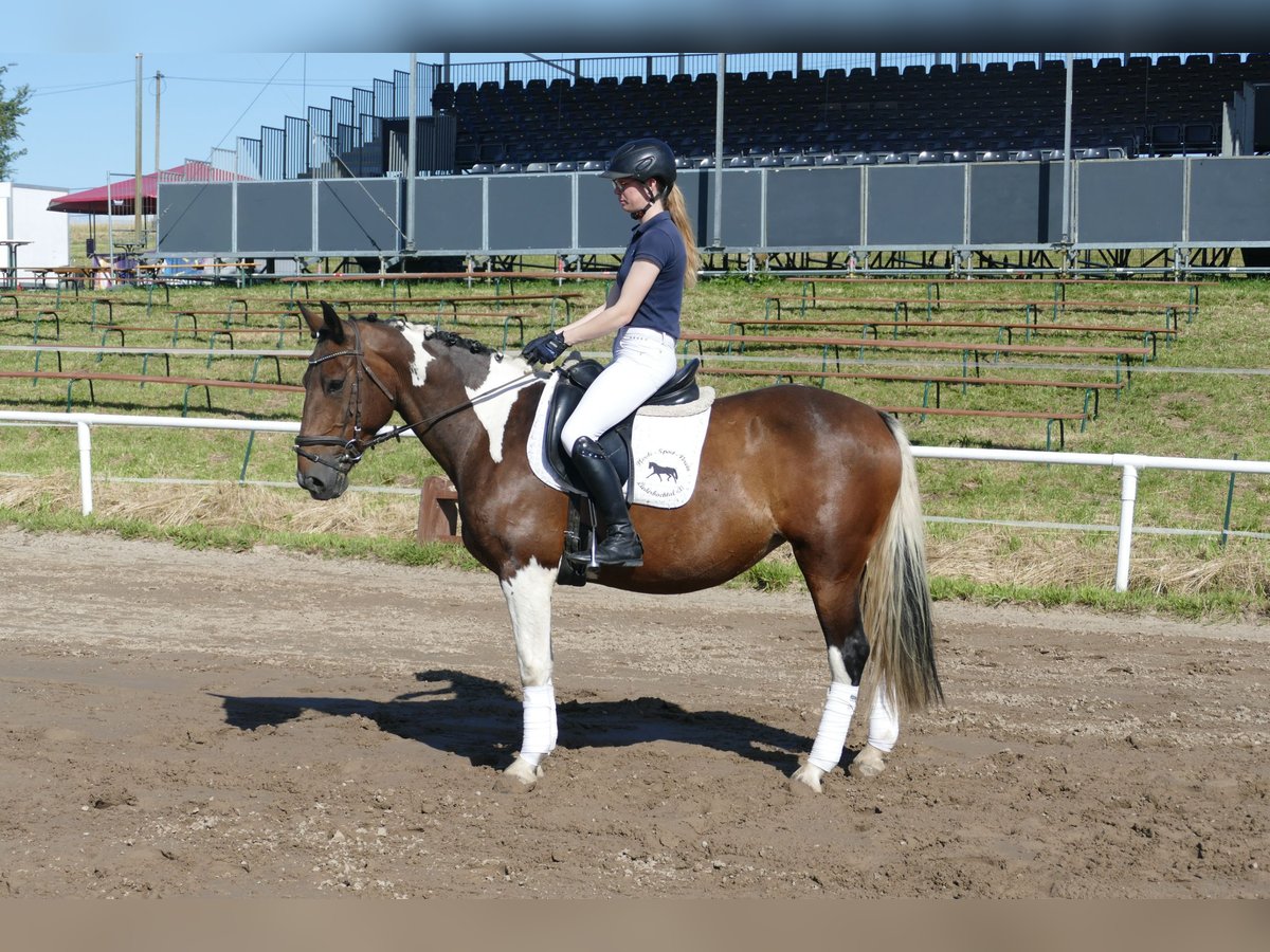 Cob Merrie 7 Jaar 155 cm Gevlekt-paard in Ganschow