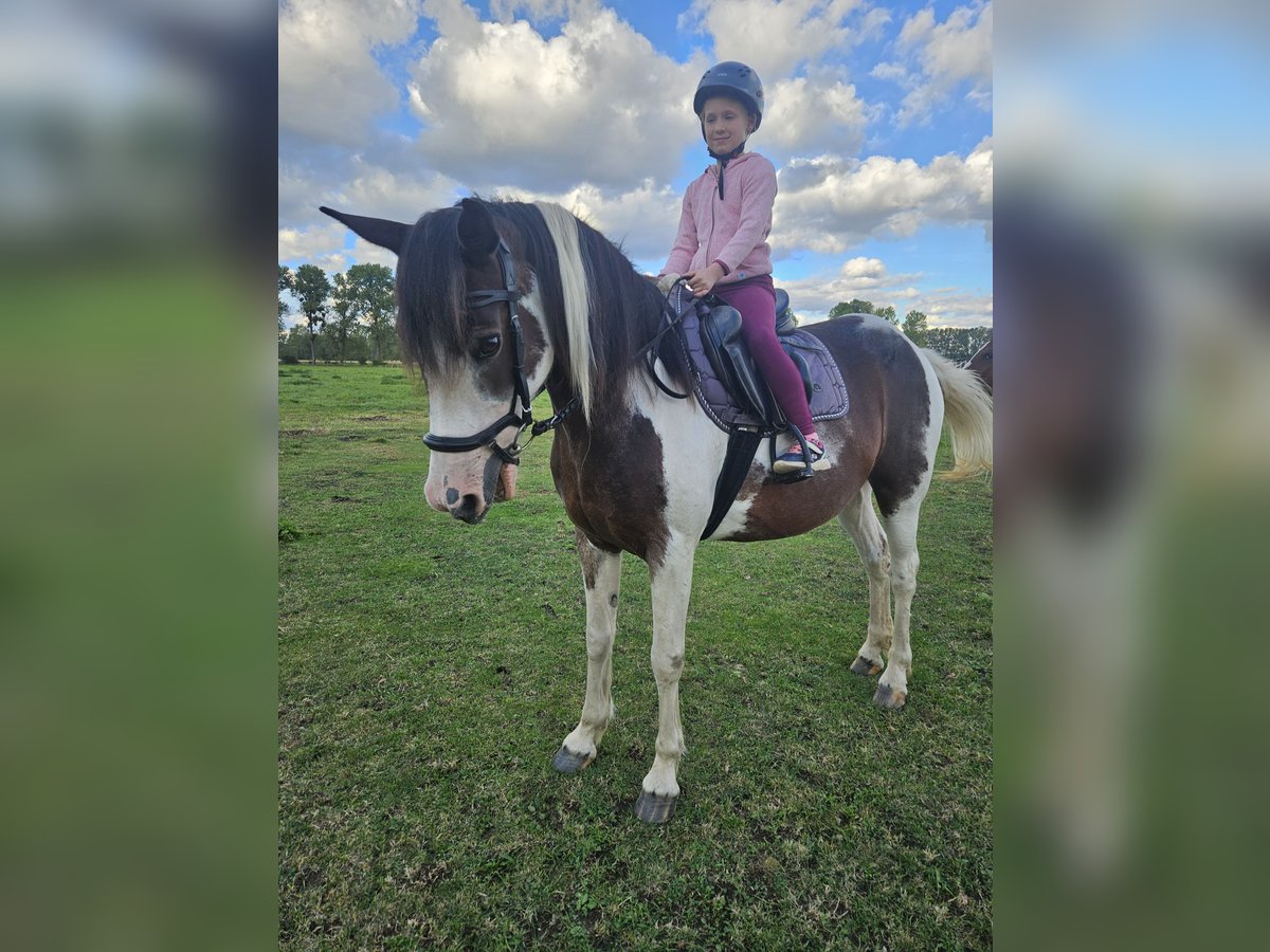 Cob Mix Merrie 8 Jaar 148 cm Gevlekt-paard in Eilsleben