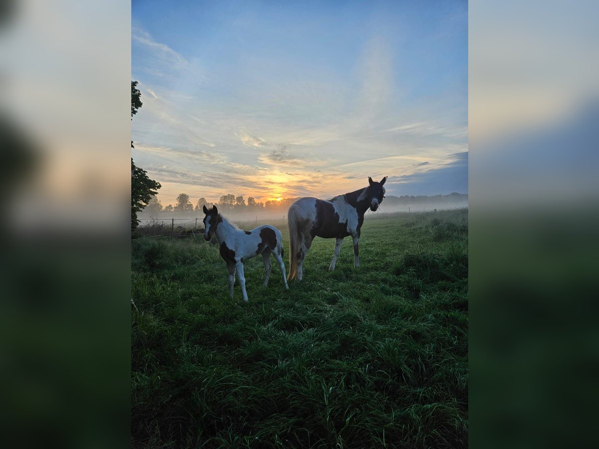 Cob Merrie 8 Jaar 148 cm Gevlekt-paard in Eilsleben