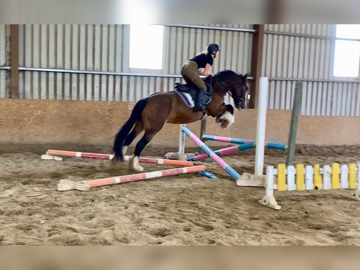 Cob Merrie 8 Jaar 153 cm Bruin in Sligo