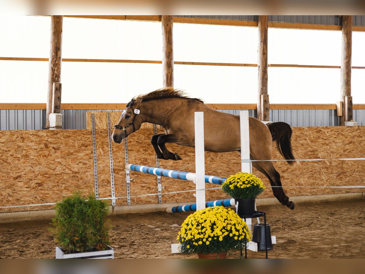 Cob Ogier 3 lat 144 cm Jelenia in Kauda