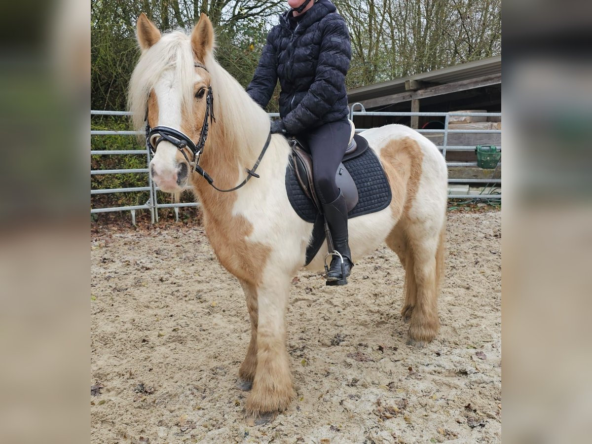 Cob Ruin 11 Jaar 144 cm Gevlekt-paard in Bad Camberg