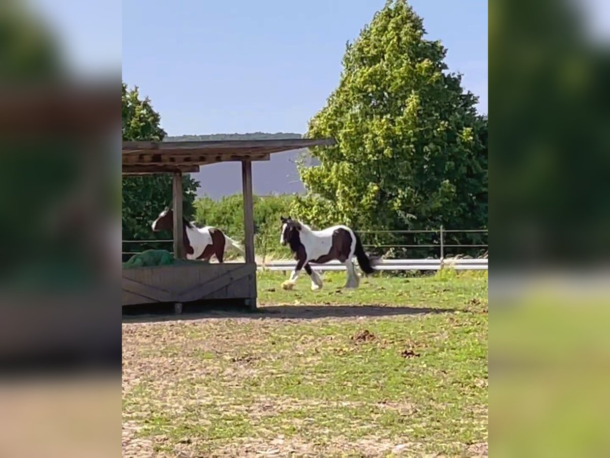Cob Ruin 13 Jaar 148 cm Gevlekt-paard in Langerwehe