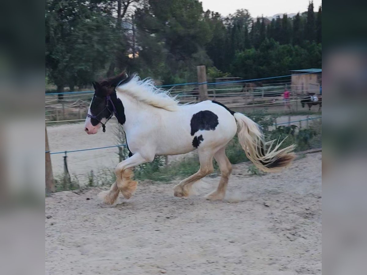 Cob Ruin 3 Jaar Gevlekt-paard in Castellbisbal