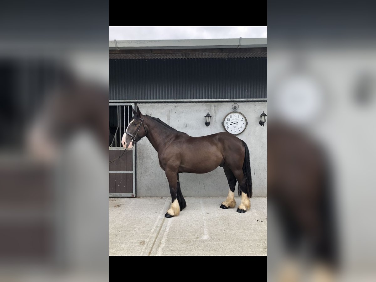 Cob Ruin 4 Jaar 161 cm Bruin in Galway