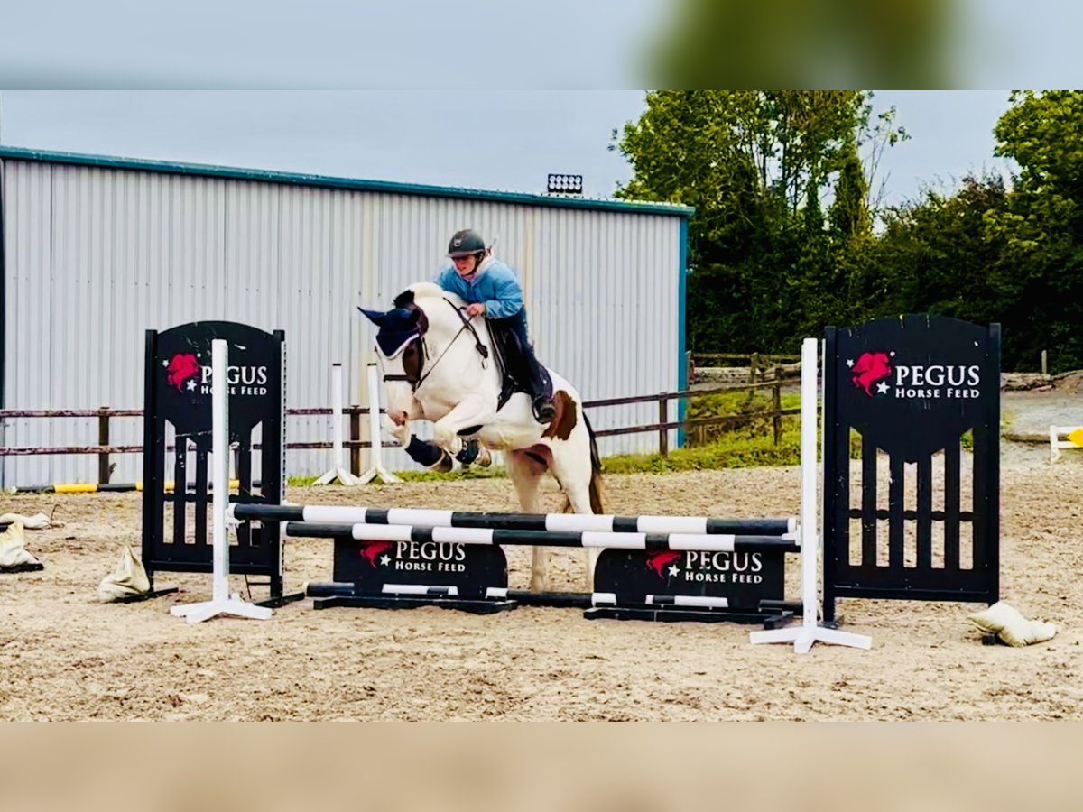 Cob Ruin 5 Jaar 158 cm Gevlekt-paard in Mountrath