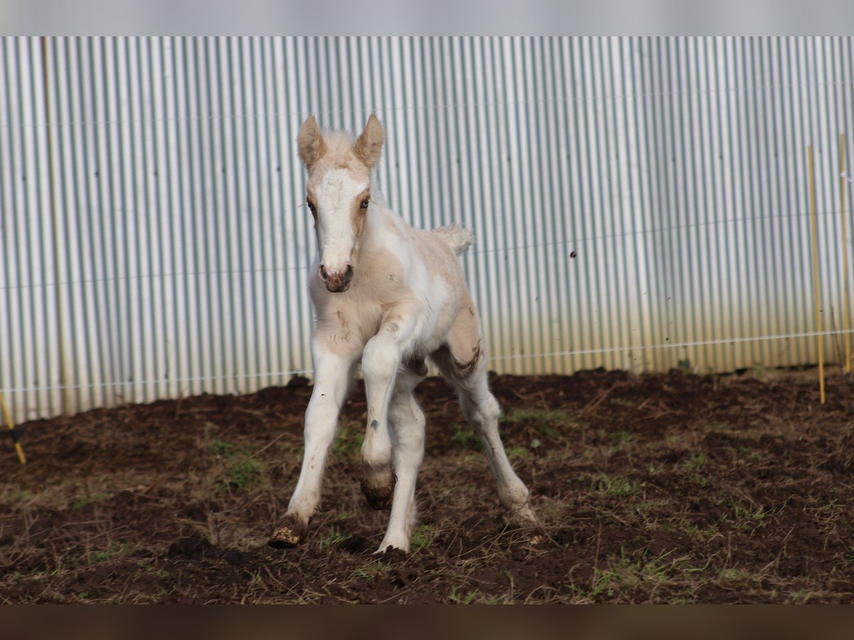 Cob Semental  143 cm Palomino in plumergat