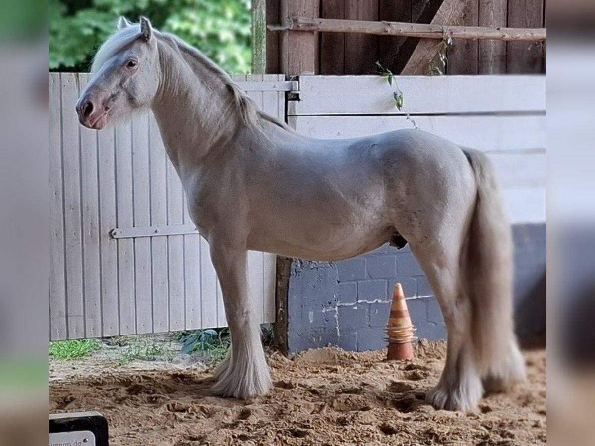 Cob Stallion 5 years 13,1 hh Sabino in Bergen