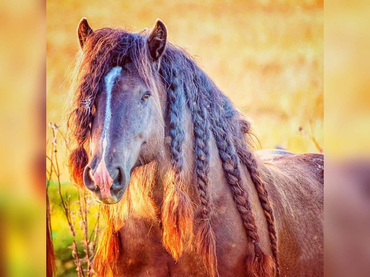 Cob Stallion 6 years 14,2 hh Black in Csokvaom&#xE1;ny