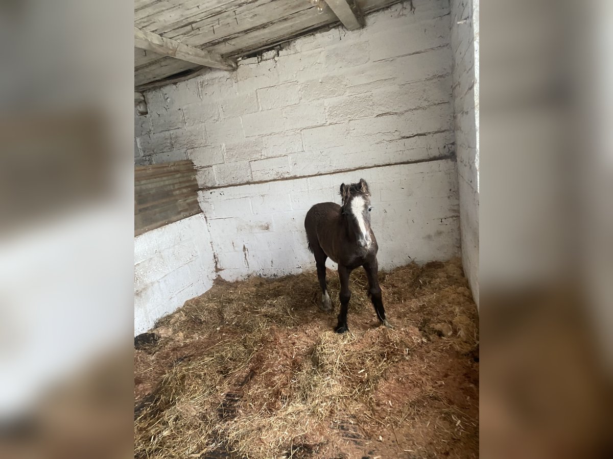 Cob Stallion Foal (04/2024) 13 hh Gray in Malton