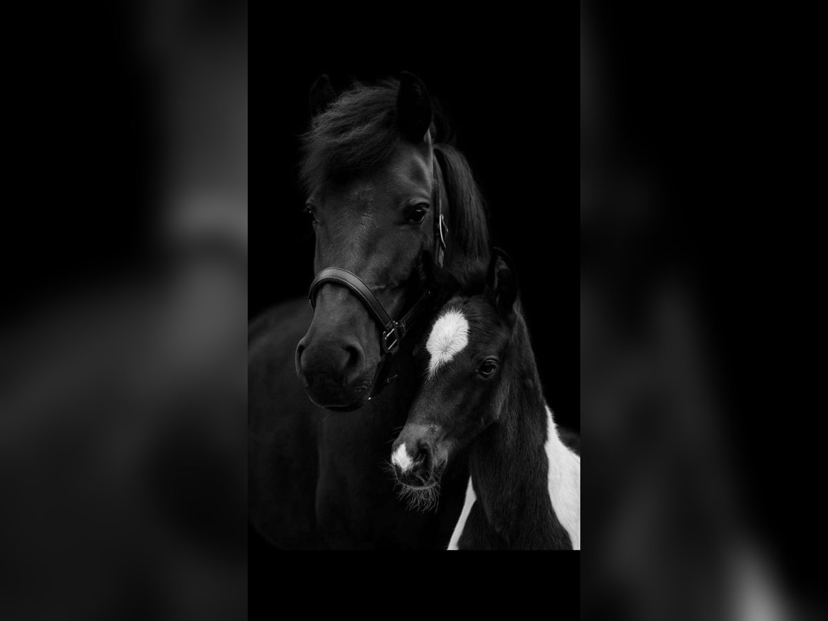 Cob Stallion Foal (04/2025) 14,2 hh Pinto in Golling