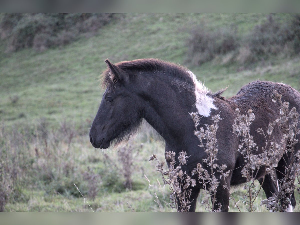 Cob Stallion Foal (06/2024) Tobiano-all-colors in Phalsbourg