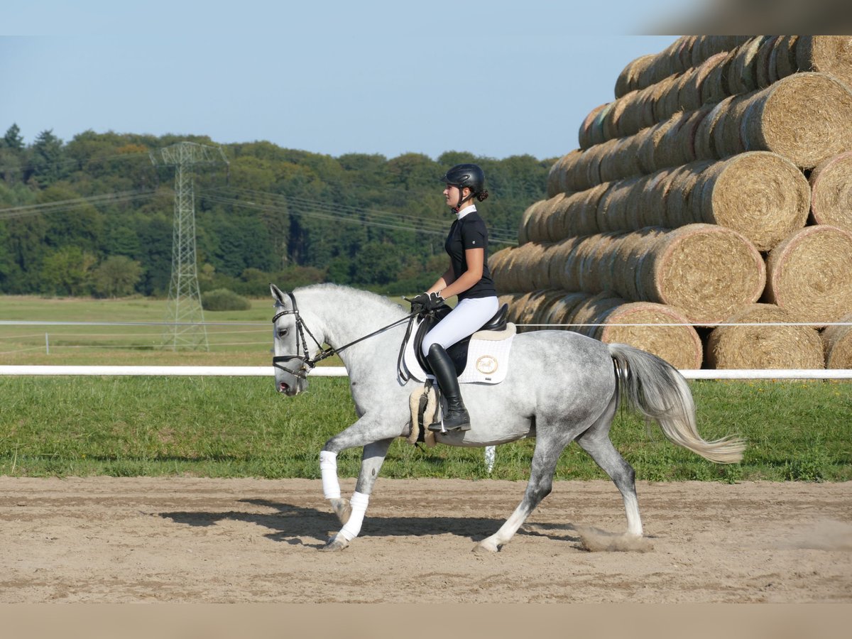 Cob Sto 8 år 146 cm Grå in Ganschow