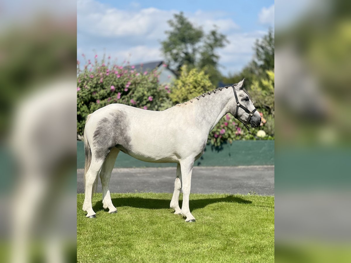 Cob Mix Stute 3 Jahre 148 cm White in Athenry