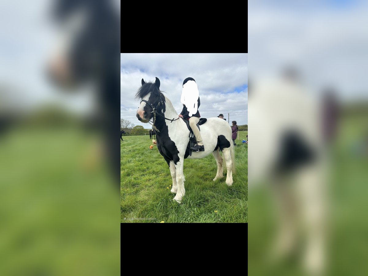 Cob Stute 4 Jahre 128 cm Tigerschecke in Derby