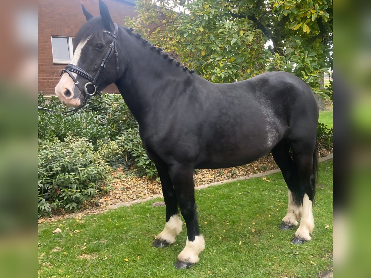 Cob Stute 5 Jahre 158 cm Rappe in Hopsten