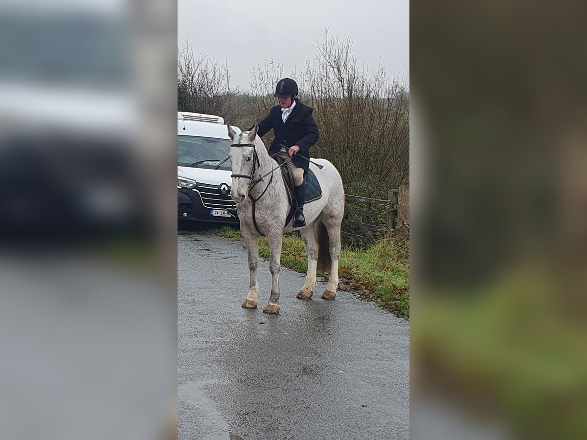 Cob Stute 5 Jahre in Leitrim