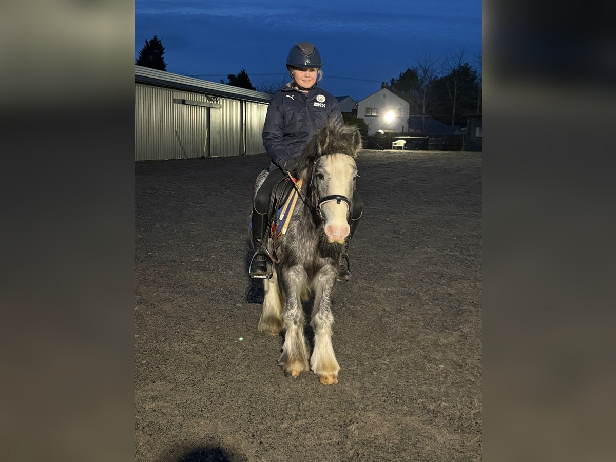 Cob Stute 6 Jahre 128 cm Roan-Blue in Cheshire