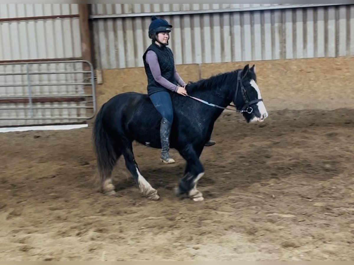 Cob Stute 6 Jahre 136 cm Rappe in Sligo