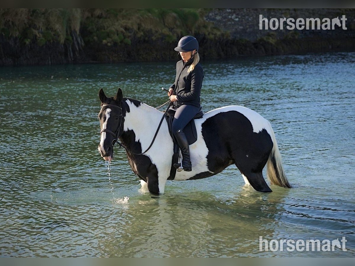 Cob Stute 6 Jahre 160 cm Tobiano-alle-Farben in Roscarberry