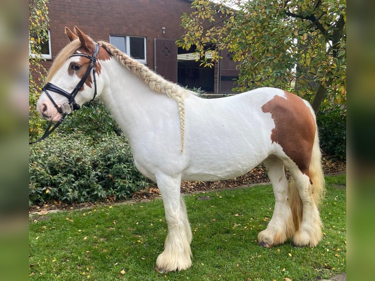 Cob Stute 8 Jahre 147 cm Schecke in Hopsten