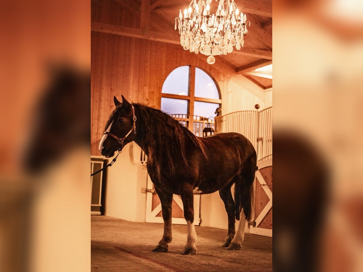 Cob Stute 8 Jahre 157 cm Dunkelfuchs in Amerang