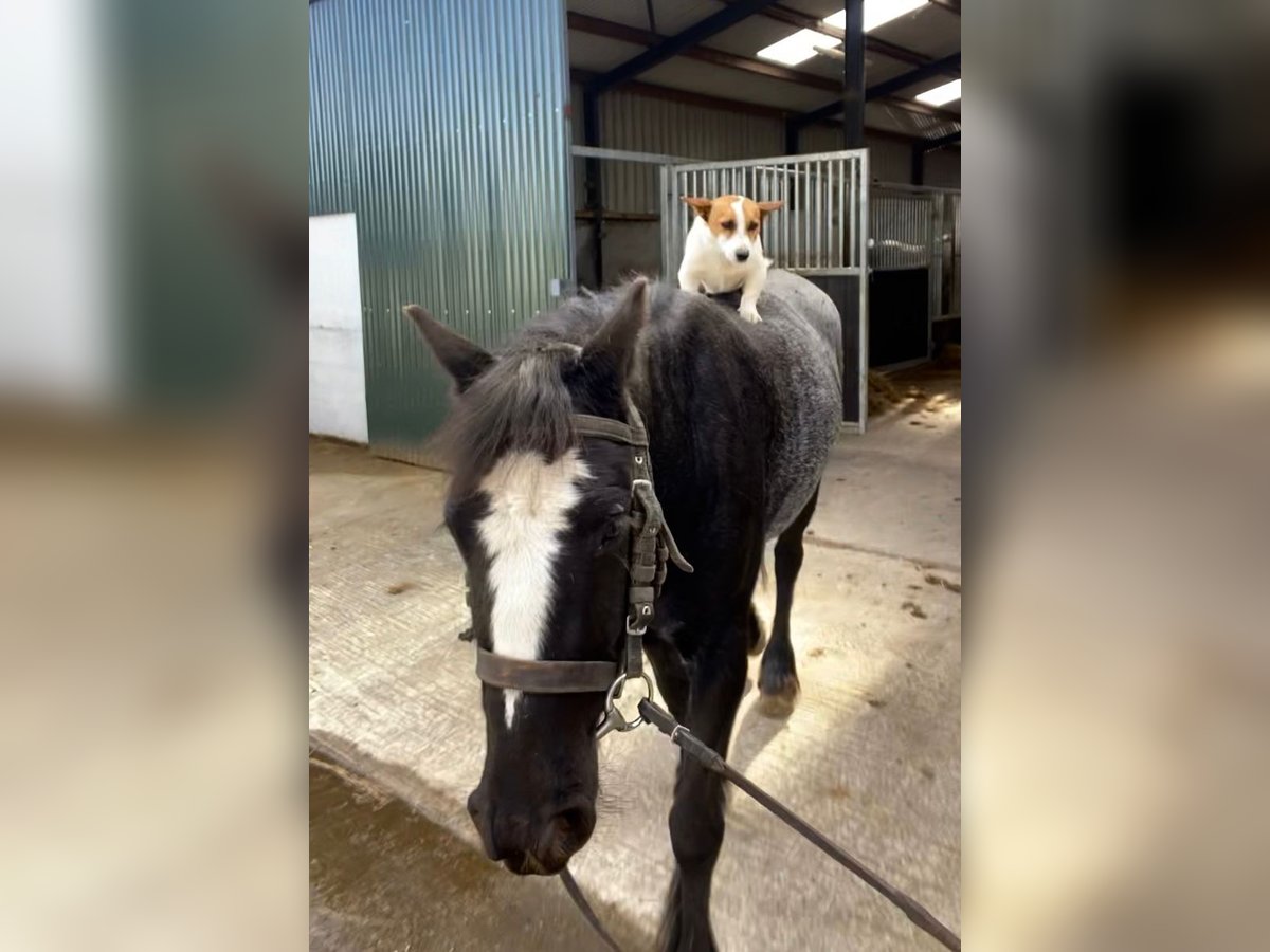 Cob Valack 4 år 138 cm Grå-blå-brun in Sligo