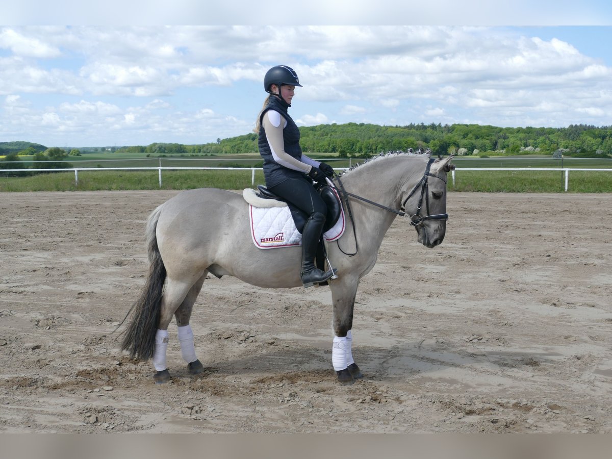 Cob Wałach 10 lat 141 cm Grullo in Ganschow