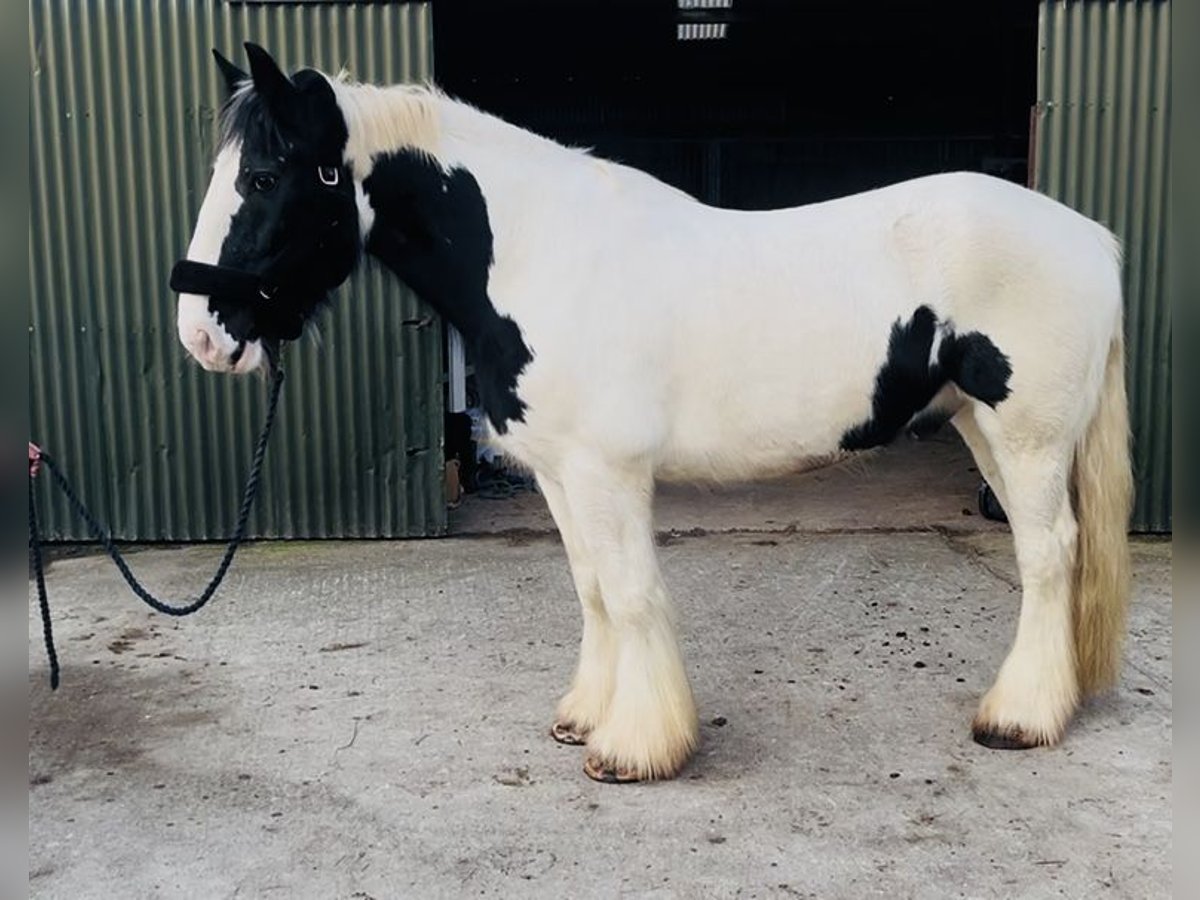 Cob Wałach 11 lat 163 cm Tarantowata in Sligo