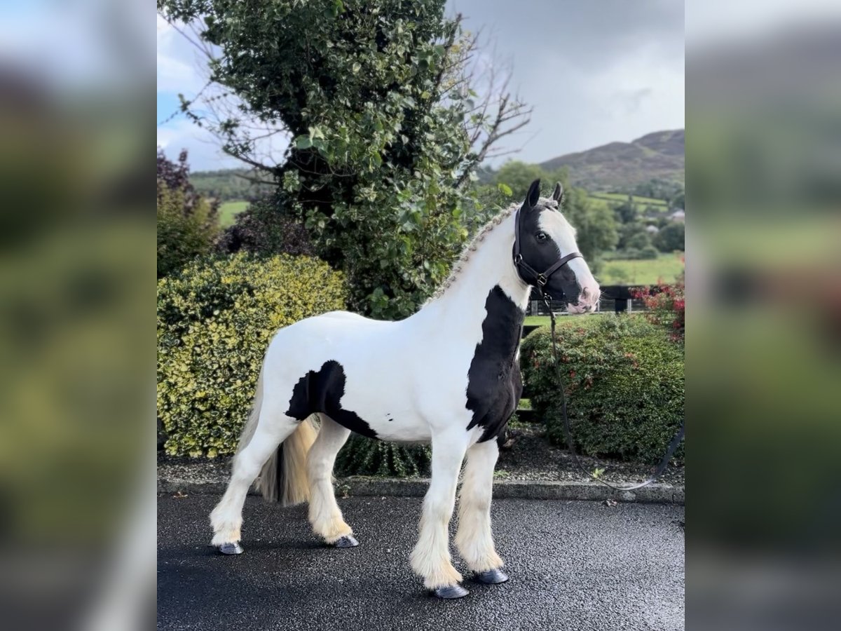 Cob Wałach 4 lat 135 cm Srokata in Down