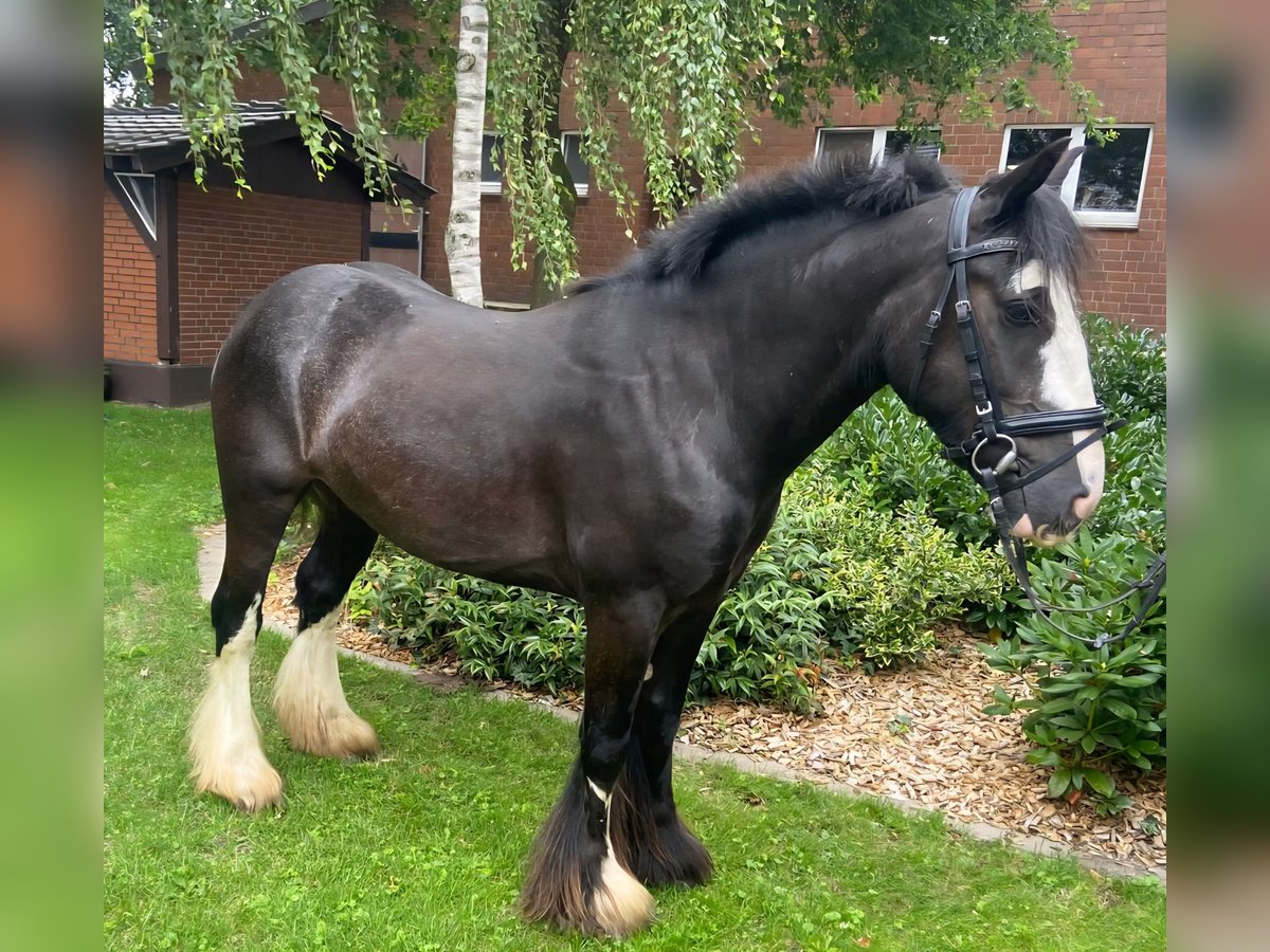 Cob Wałach 4 lat 143 cm Kara in Hopsten