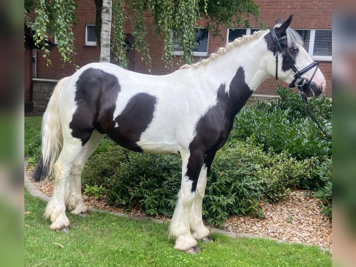 Cob Wałach 4 lat 155 cm Srokata in Hopsten