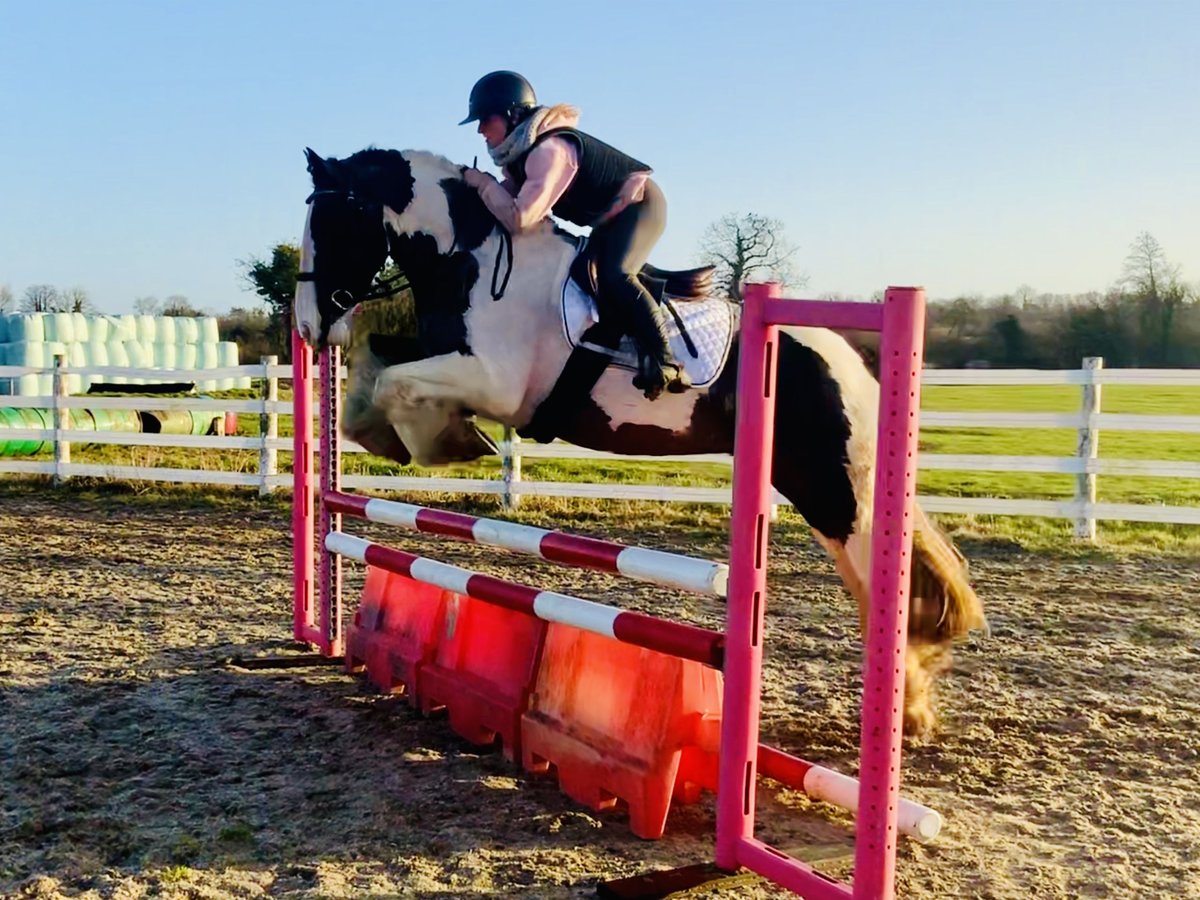 Cob Wałach 4 lat 160 cm Srokata in Mountrath