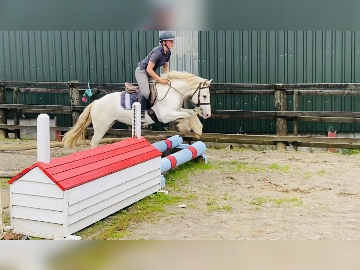 Cob Wałach 5 lat 136 cm Siwa in Sligo