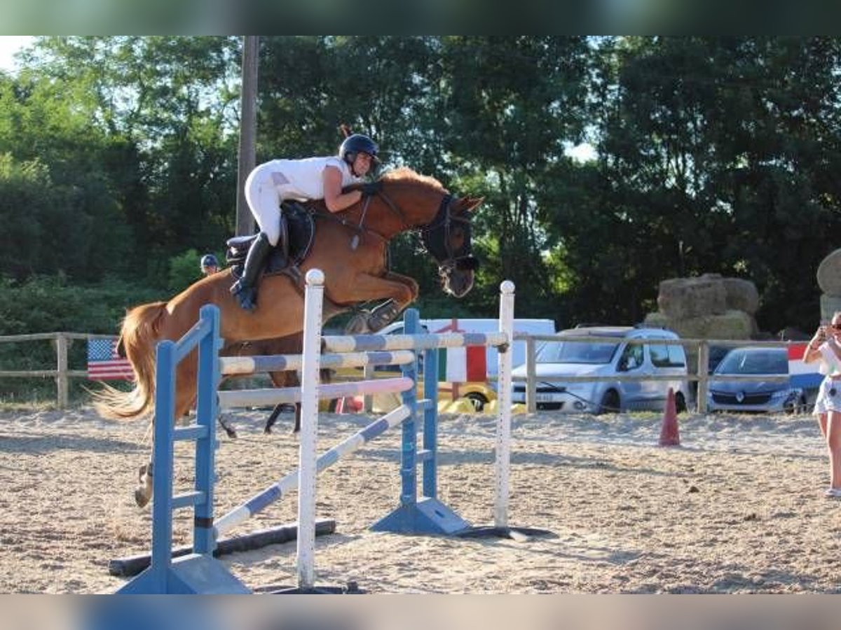 Cob Wallach 11 Jahre 157 cm Fuchs in berson