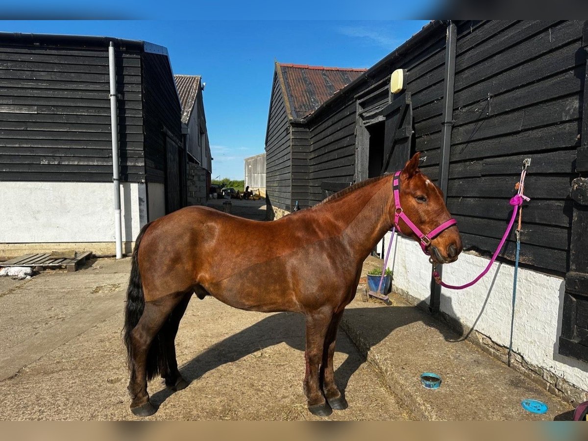 Cob Wallach 13 Jahre 132 cm Dunkelfuchs in 64 Ockham Road EASTER BUCKIEBURN FK6 5HB