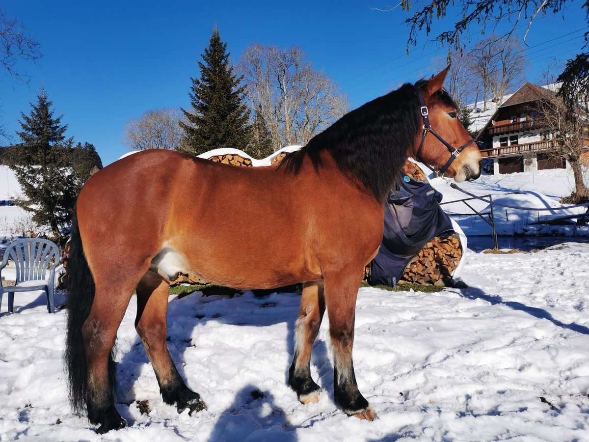Cob Wallach 14 Jahre 170 cm Brauner in Sankt Georgen im Schwarzwald
