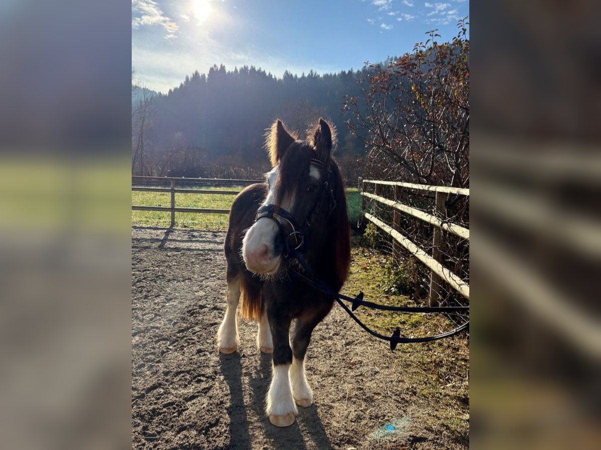 Cob Wallach 2 Jahre 142 cm Braunfalbschimmel in Gummern