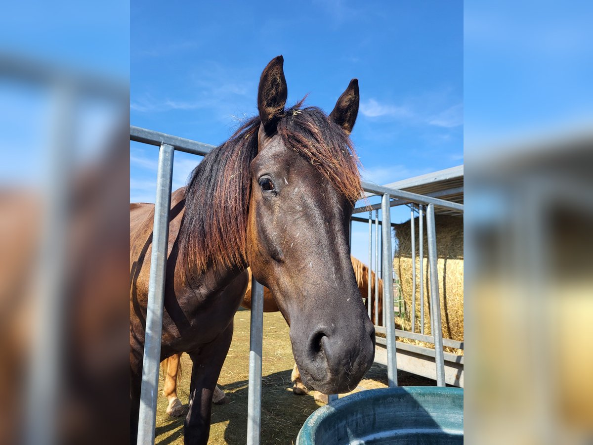 Cob Mix Wallach 2 Jahre 150 cm Dunkelbrauner in Gerbstedt